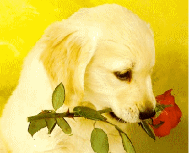 pejsek.gif